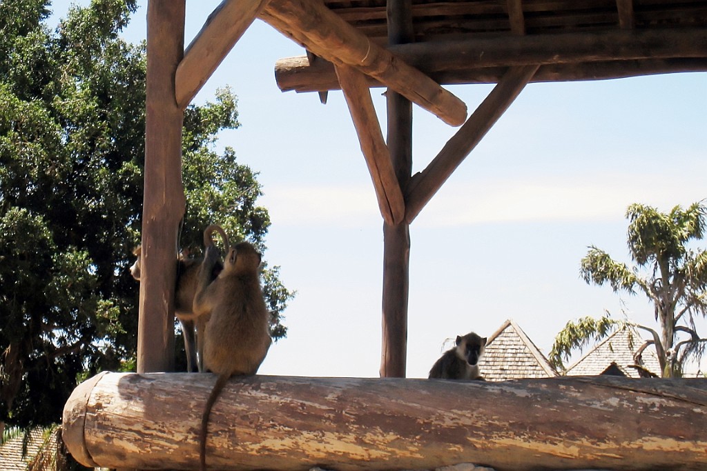 Kenia (188).jpg